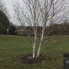 Derrick's Tree